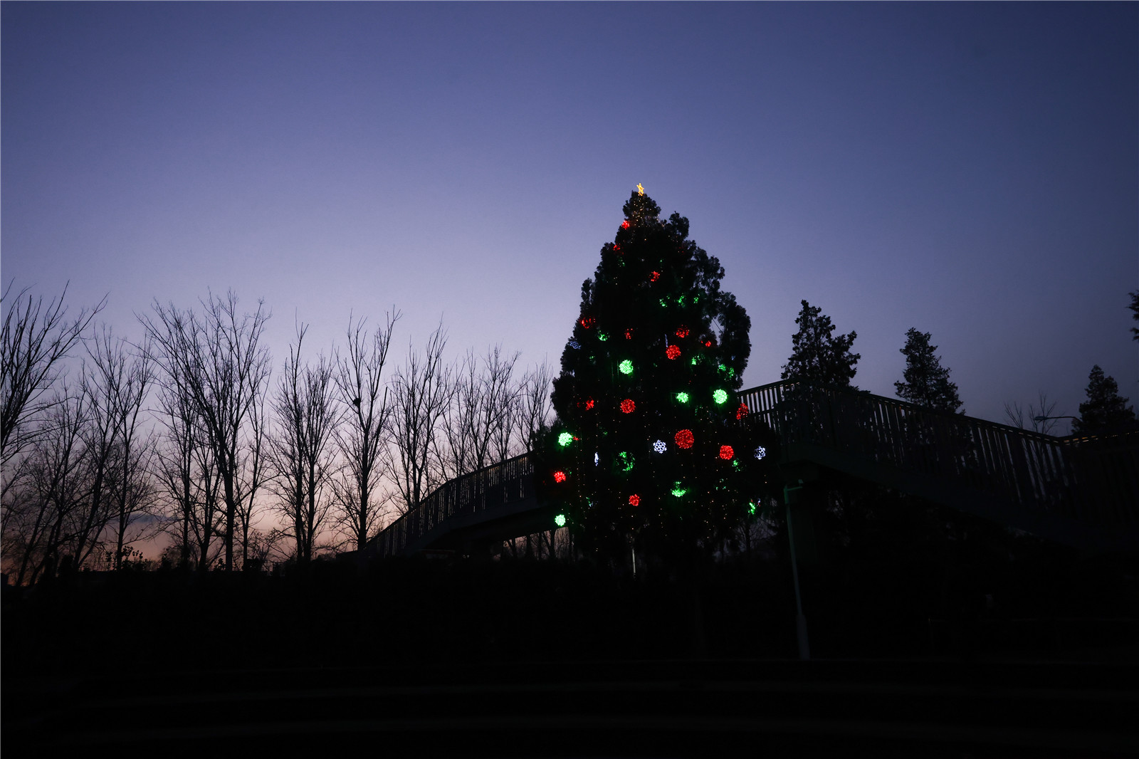 DCB Christmas Tree Lighting Ceremony