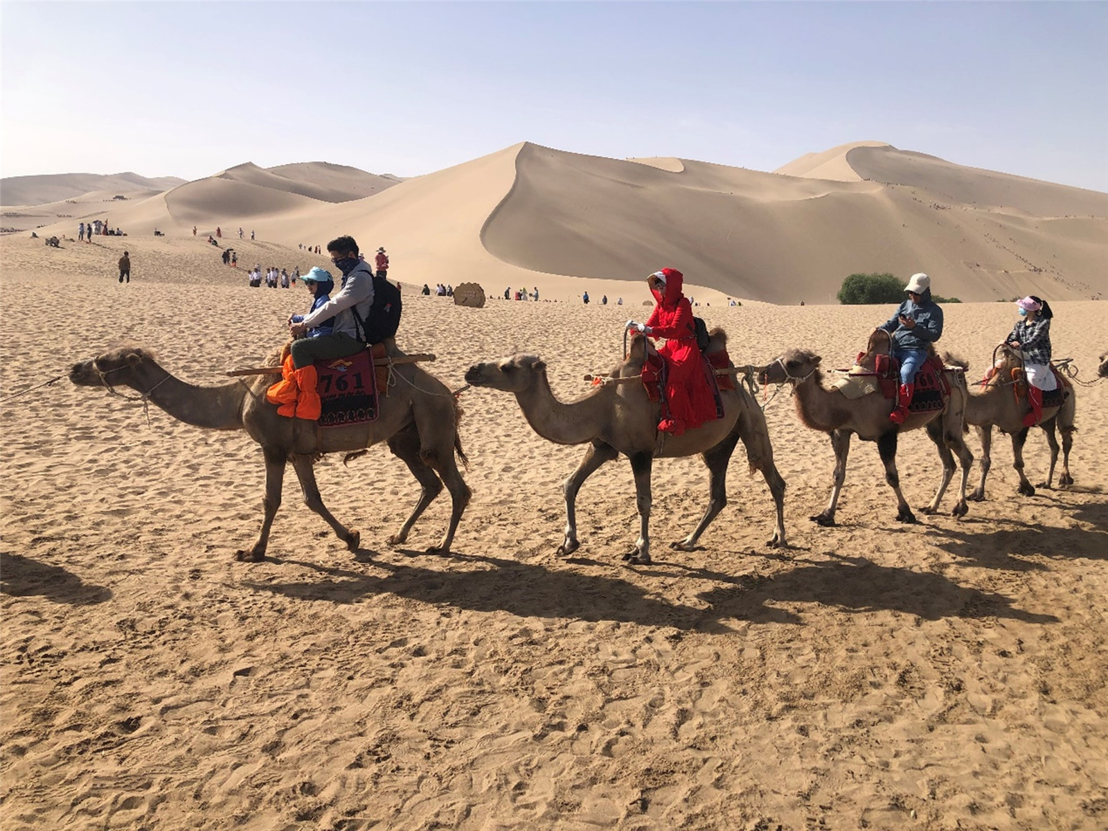 Camel, desert and Dunhuang