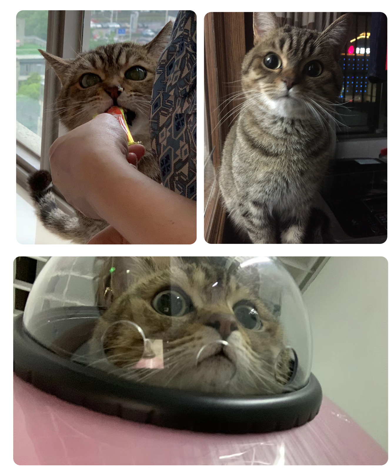 cute-cat-montage