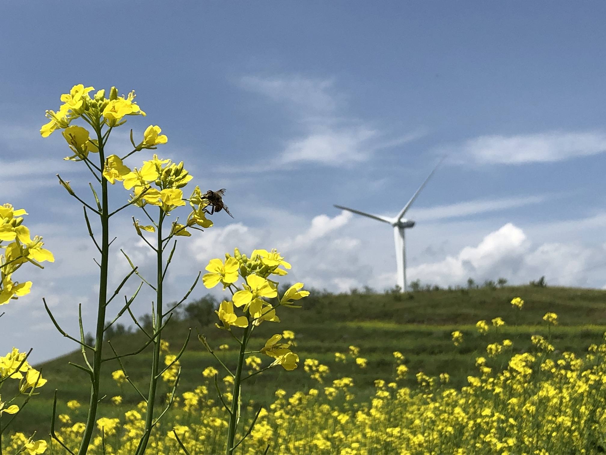 Carrie Y - Skyroad Grassland Hebei