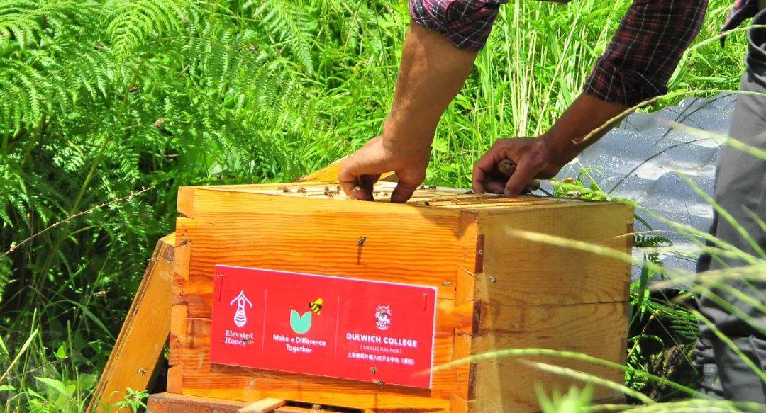Making a Difference Together: Dulwich Puxi and Elevated Honey Co
