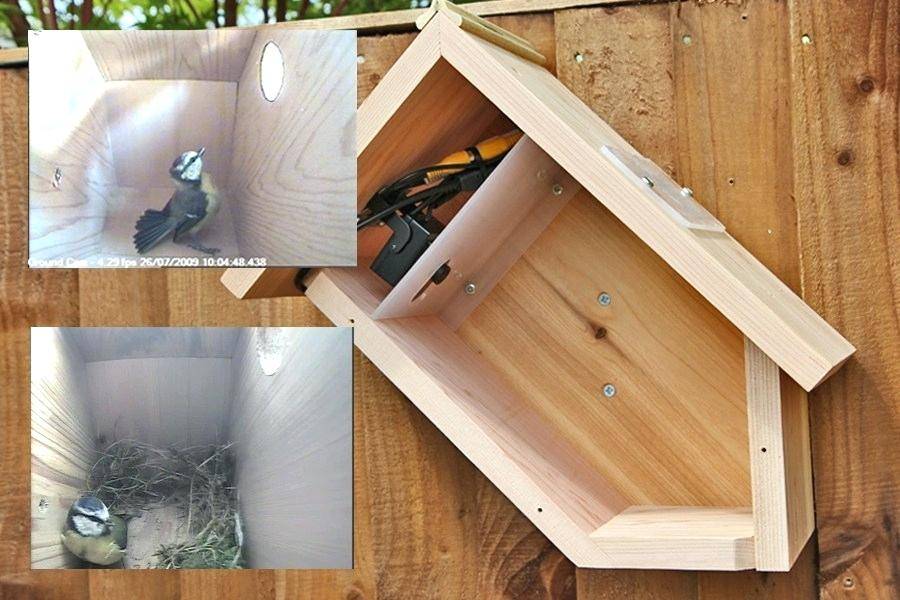 Observing Wildlife on Campus – DCB Teacher Wins Pioneering Spirit Grant
