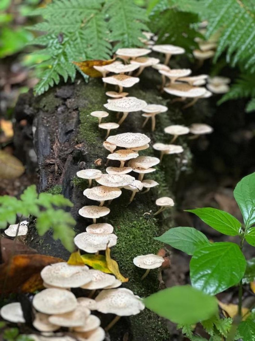 Unexpected Mushrooms