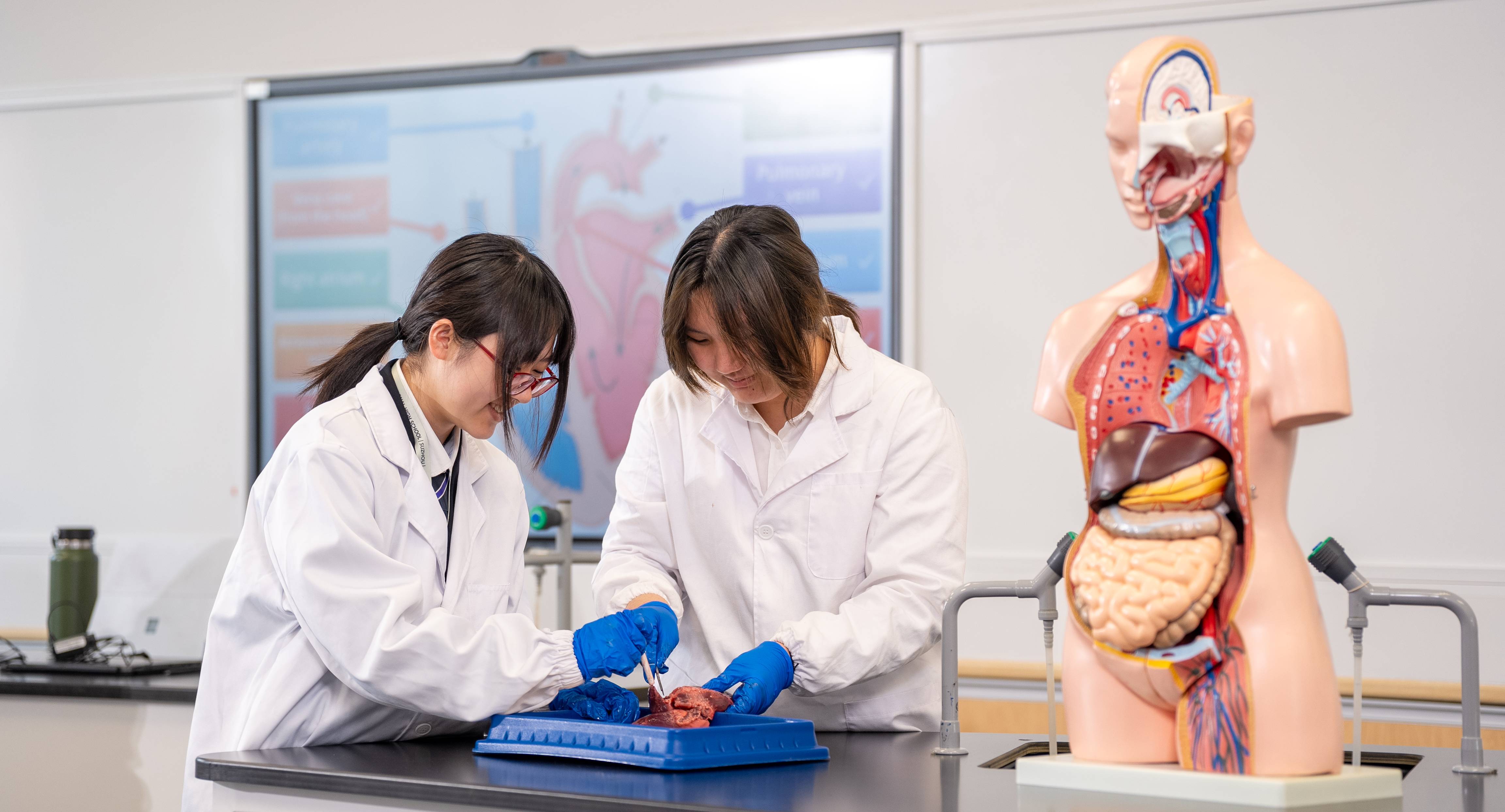 Biology A Level Option