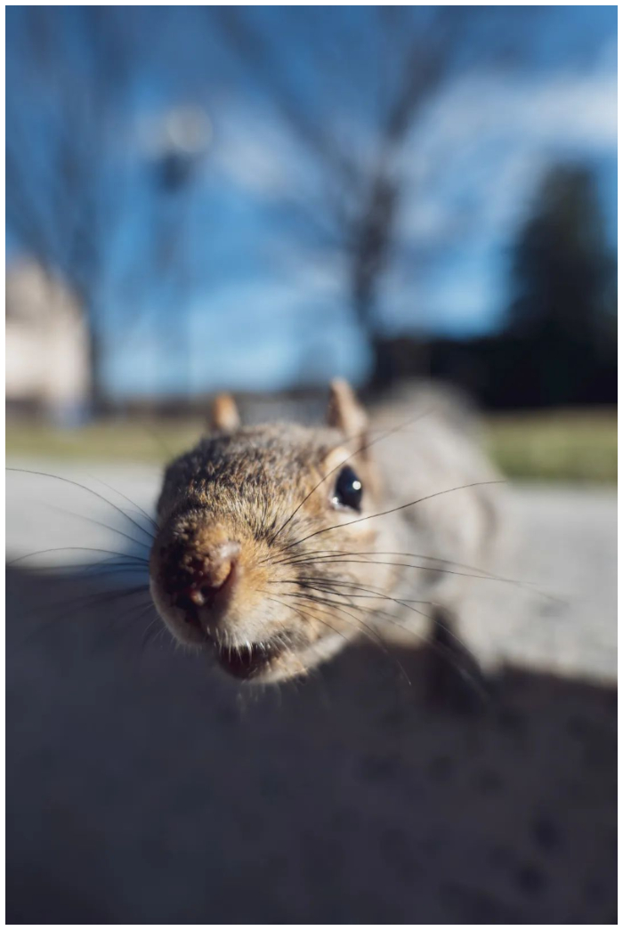 9th Dulwich Photo Competition
