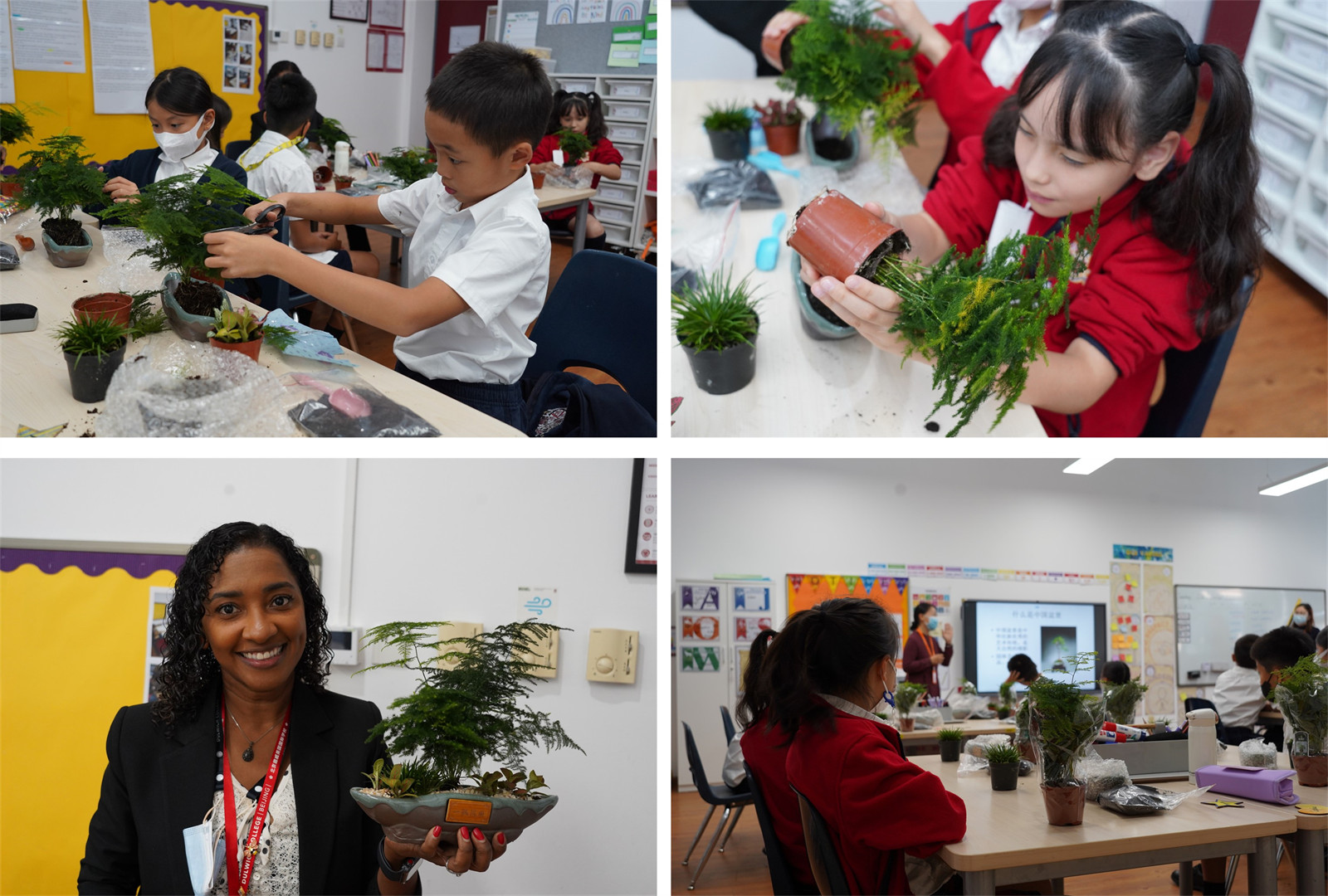 DCB Bonsai chinese culture