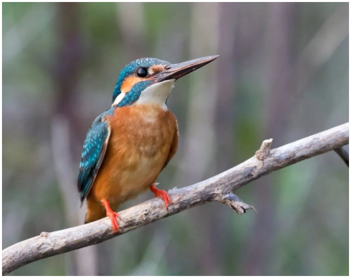 DCSPX The Kingfisher