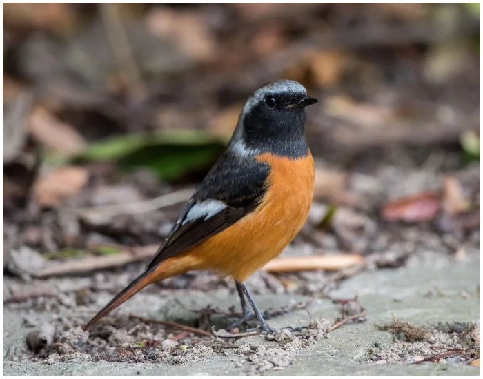 DCSPX The Daurian Redstart